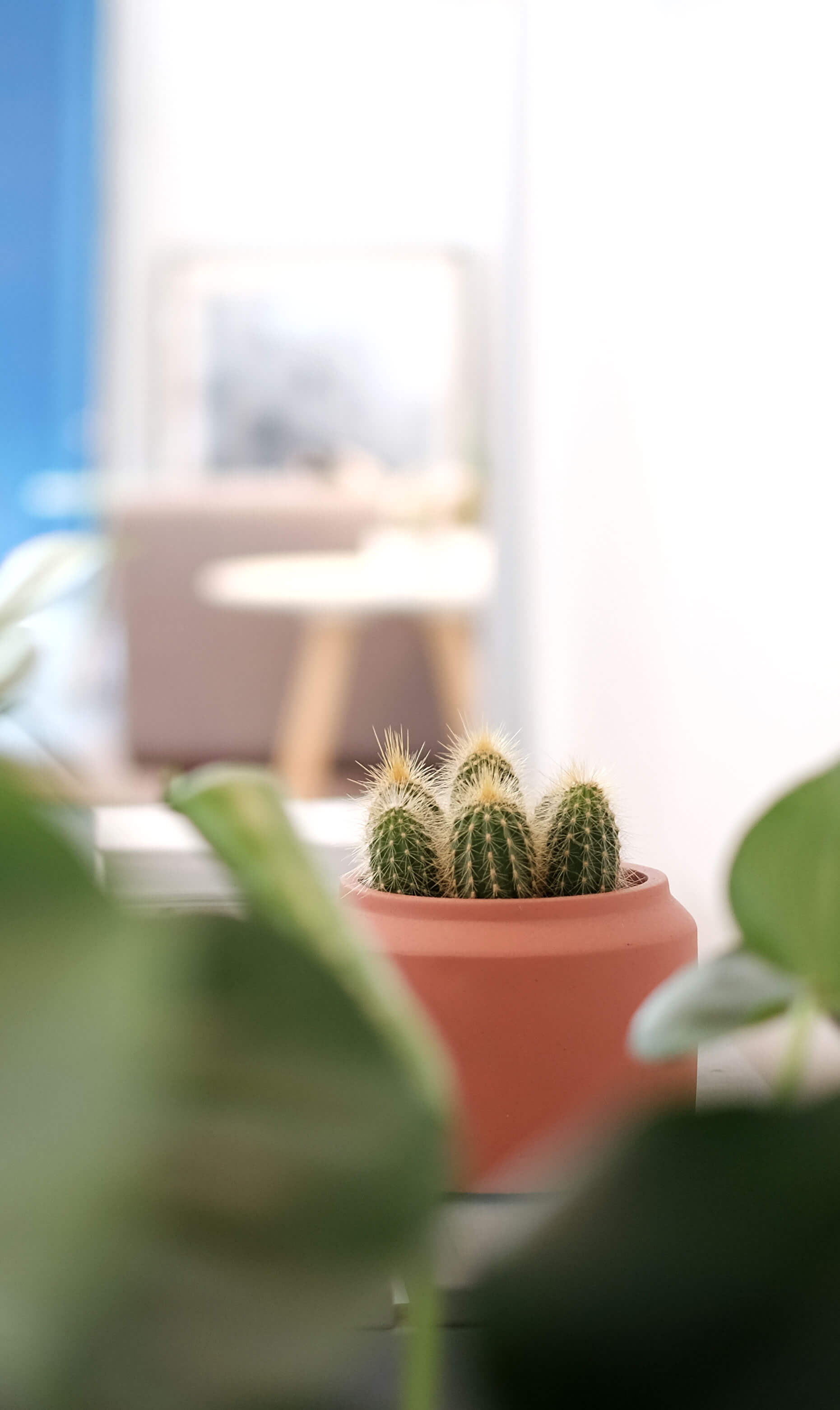 Cacti in the office on a bench